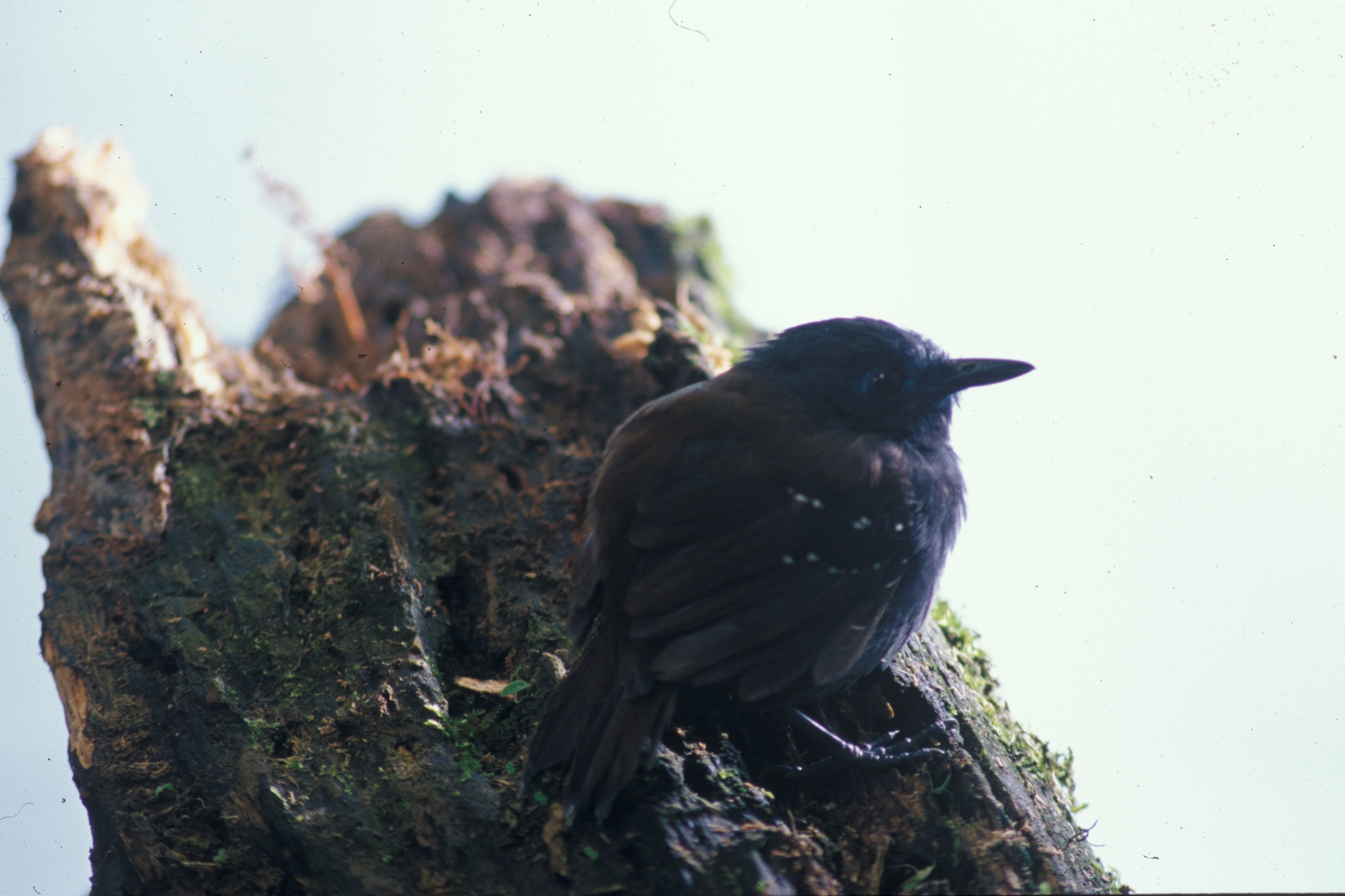 Image of <i>Myrmeciza exsul</i> Sclater 1859