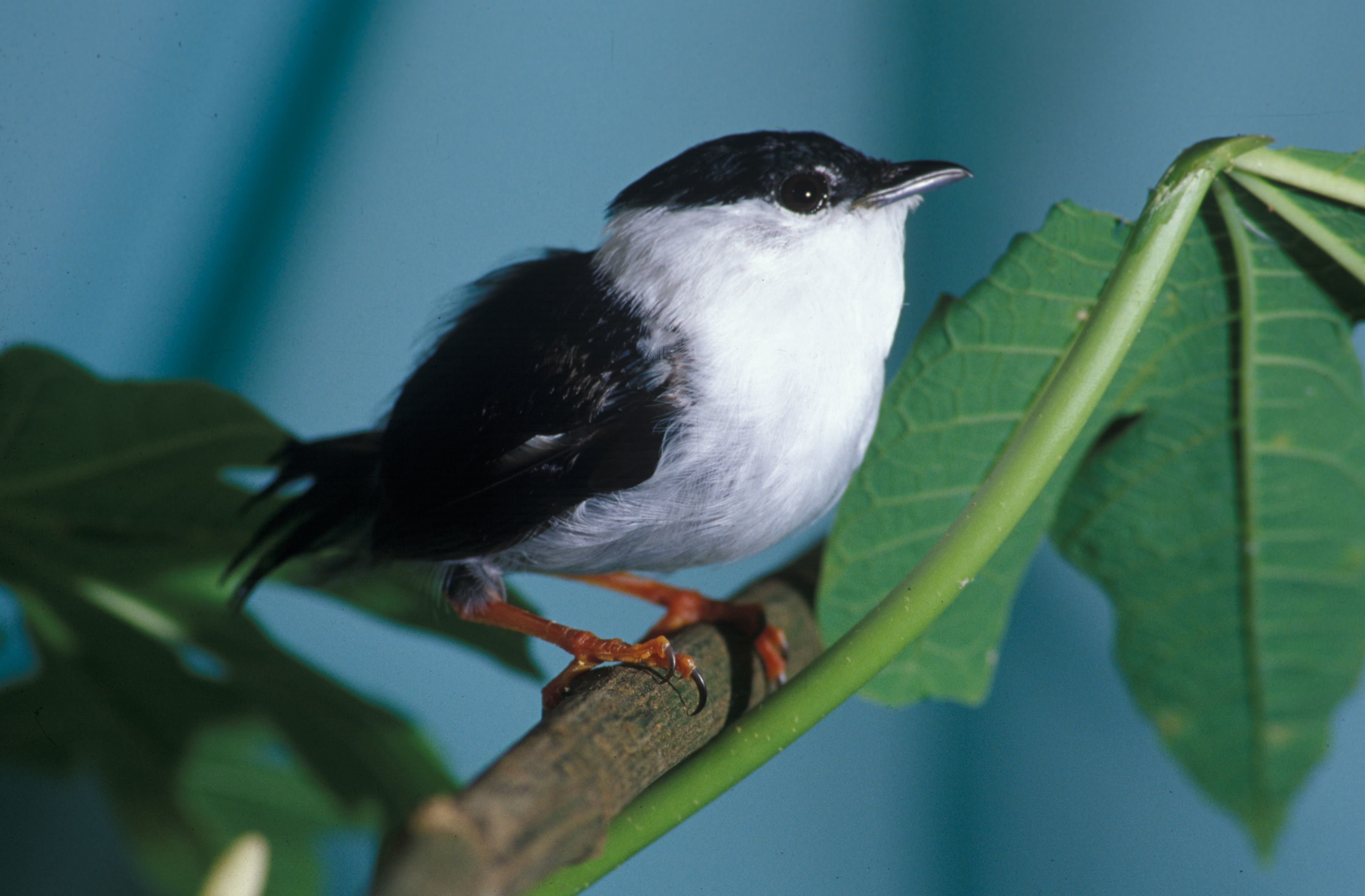 Image of White-bearded Manakin