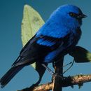 Image of Blue-and-black Tanager