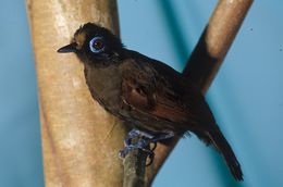 Image of Hairy-crested Antbird