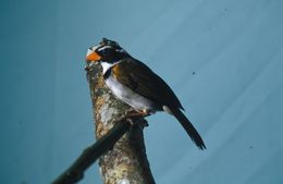 Image of Orange-billed Sparrow