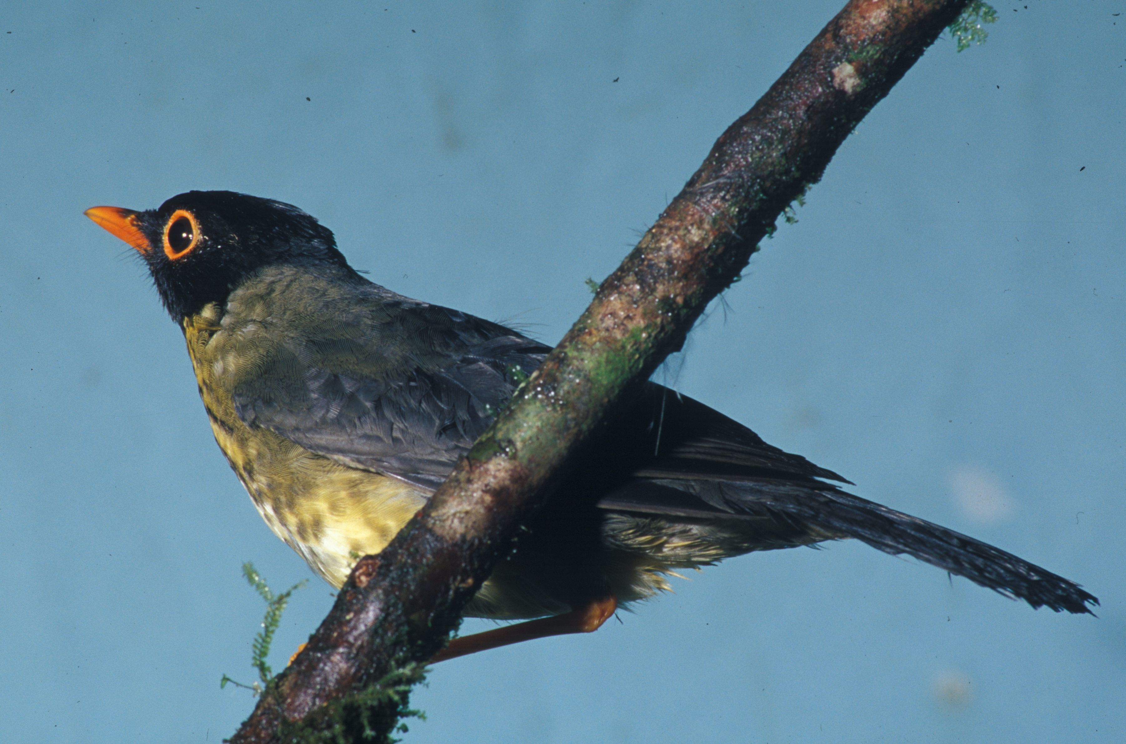 Image of Gould's Nightingale-Thrush