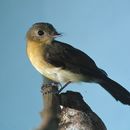 Image of Tawny-breasted Flycatcher