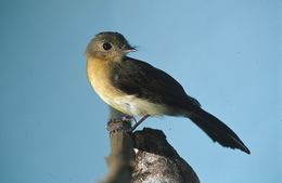 Image of Tawny-breasted Flycatcher