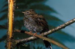 Image of Andean Solitaire