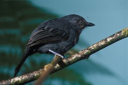 Image of Uniform Antshrike