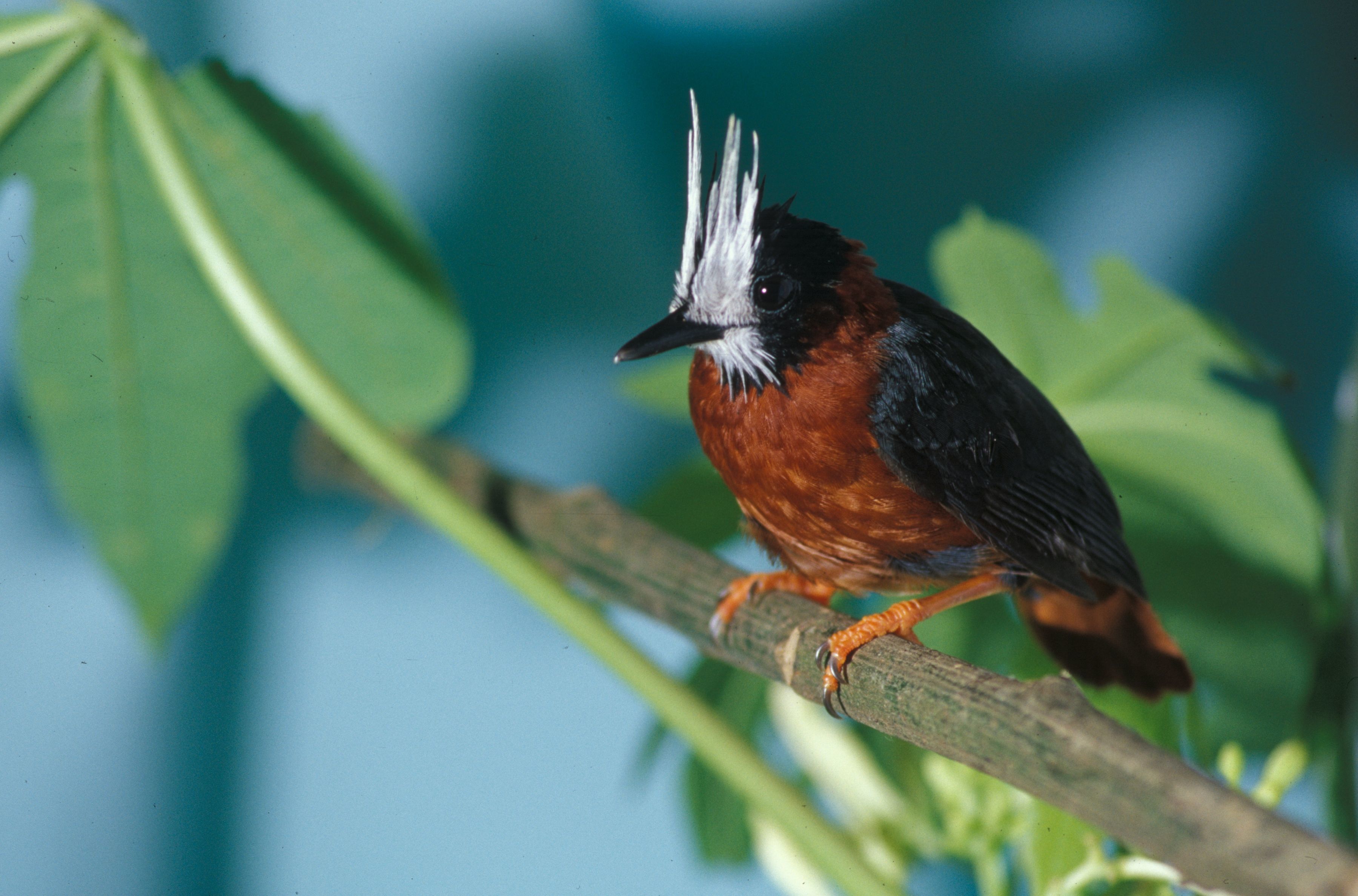 Image of White-plumed Antbird