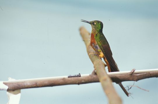 Image of Chestnut-breasted Coronet