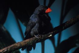 Image of Slate-colored Grosbeak