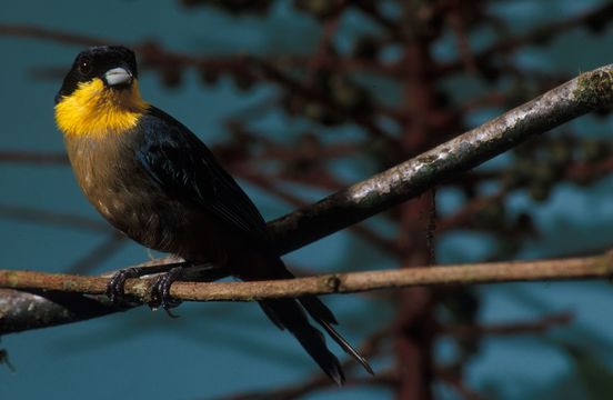 Image of Yellow-throated Tanager