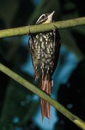 Image of Pearled Treerunner