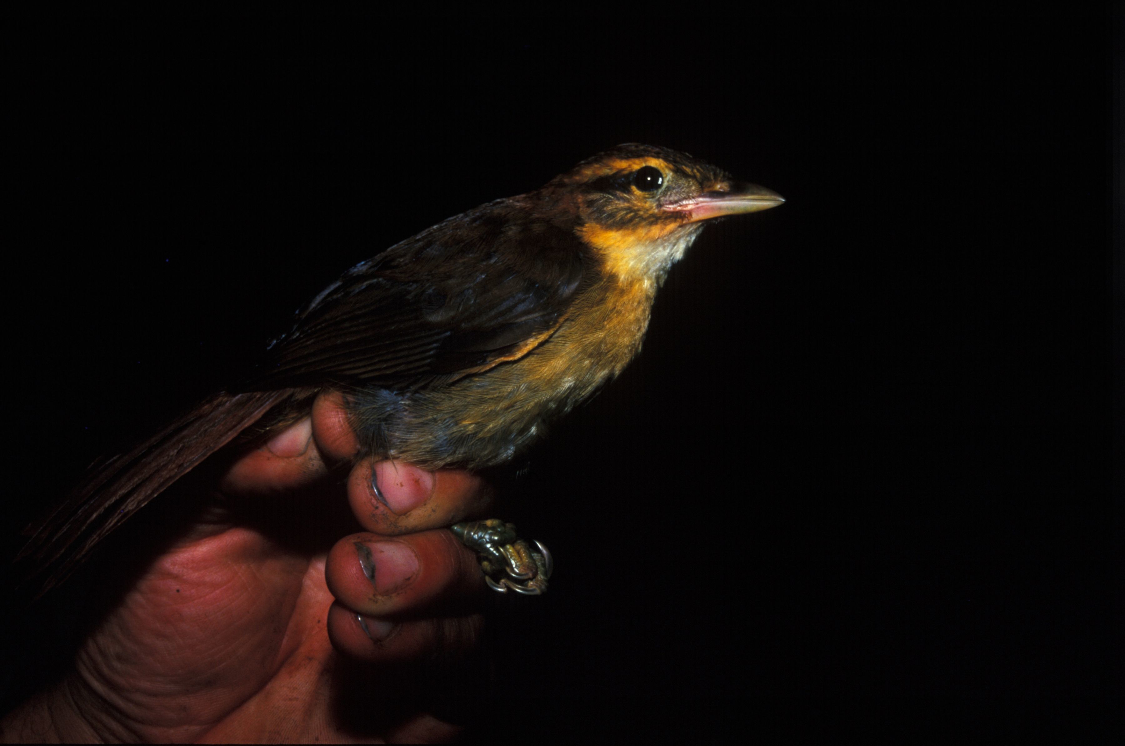 Image of Rufous-rumped Foliage-gleaner