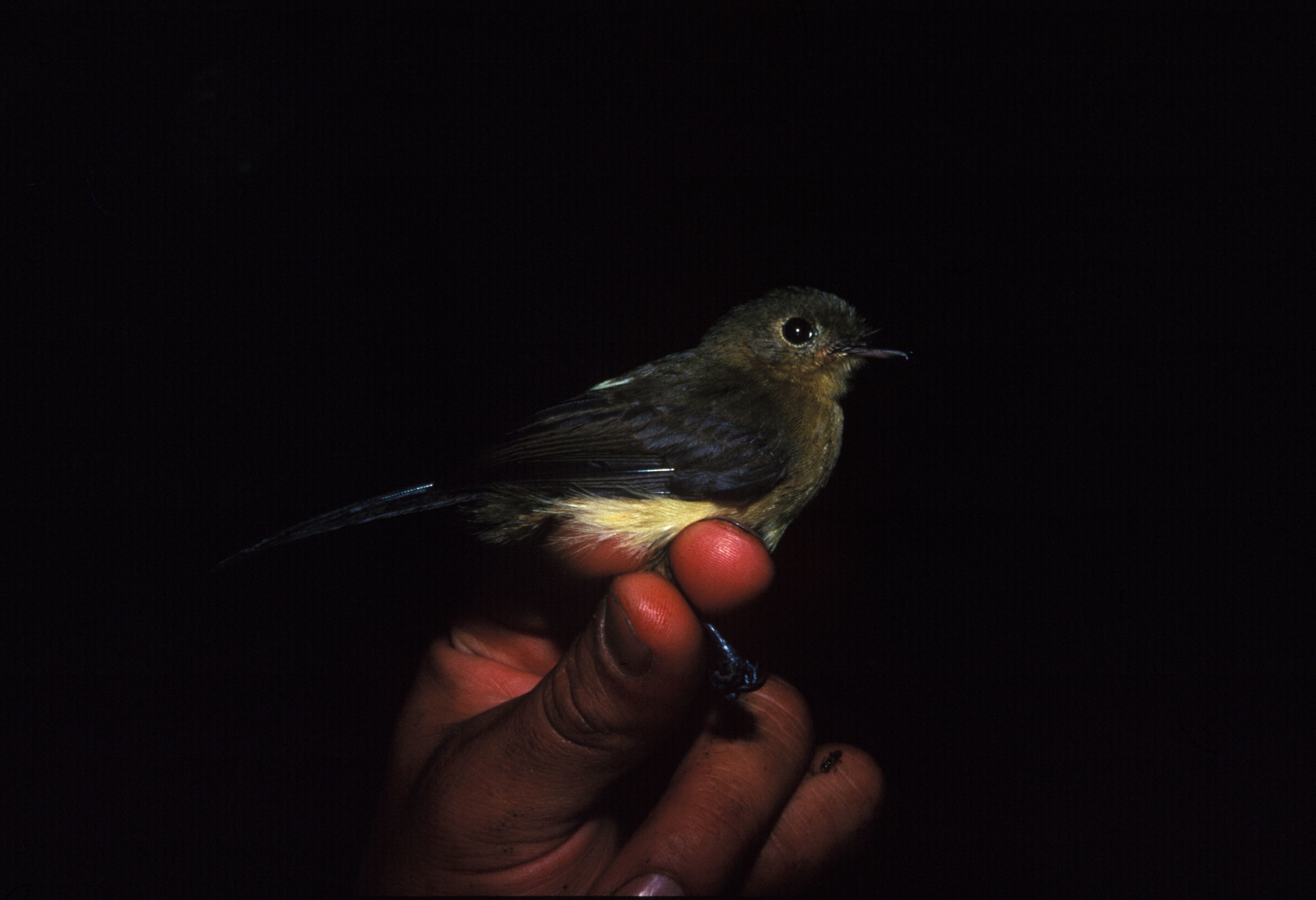 Image of Bearded Flycatcher