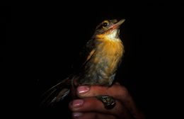 Image of Rufous-rumped Foliage-gleaner