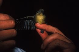 Image of Bearded Flycatcher