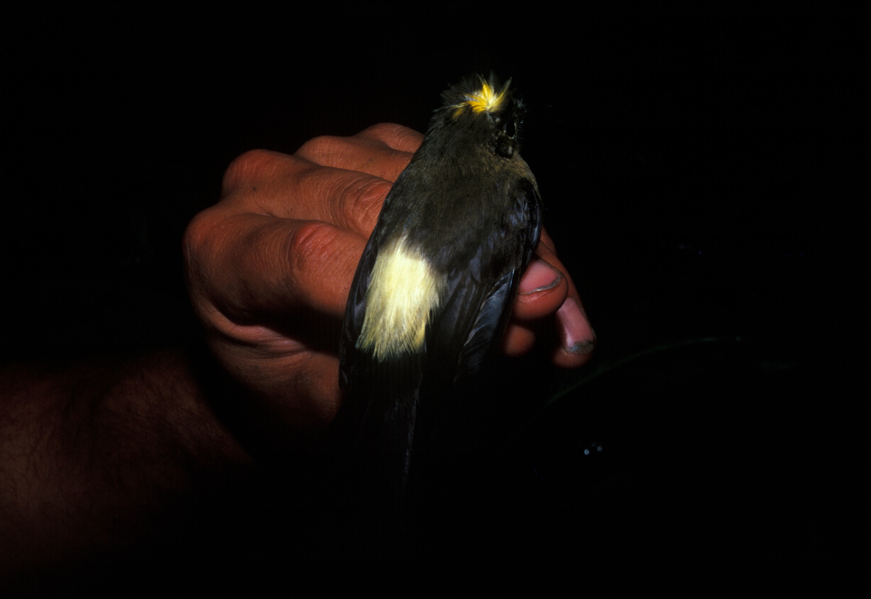 Image of Bearded Flycatcher