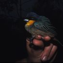 Image of Purplish-mantled Tanager