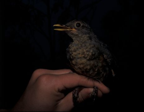 Image of Lawrence's Thrush