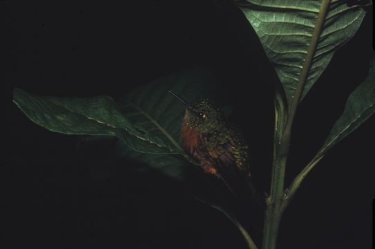 Image of Chestnut-breasted Coronet