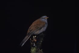 Image of Andean Solitaire