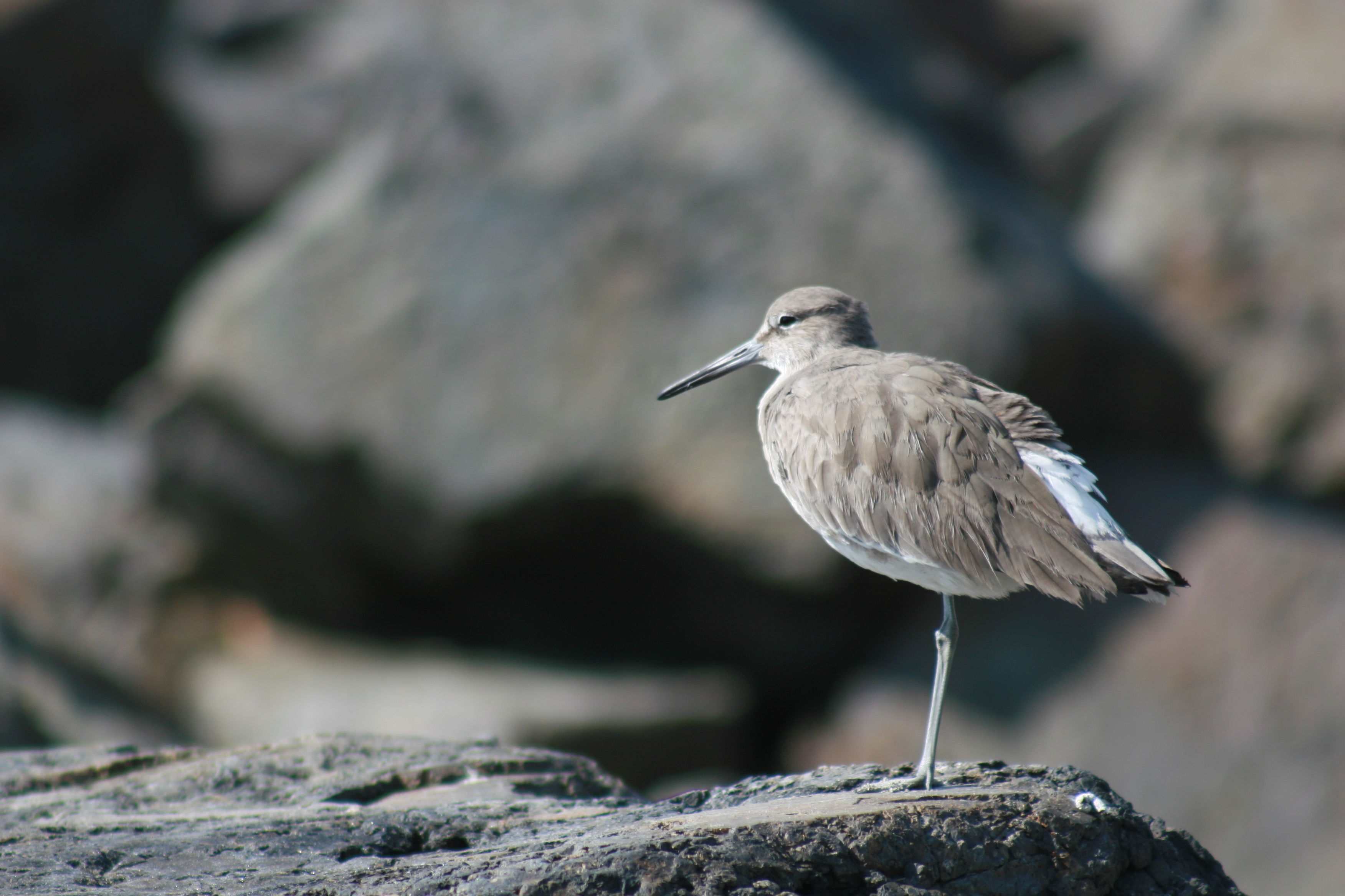 Image of Willet