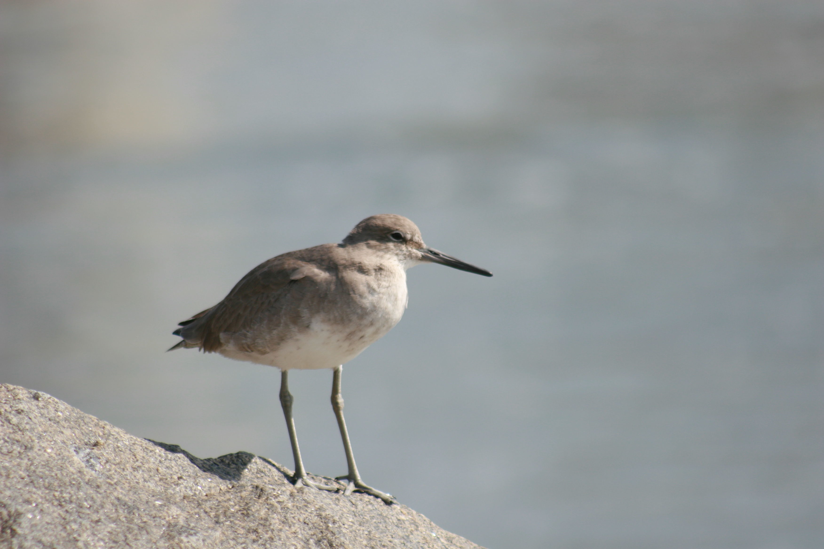 Image of Willet