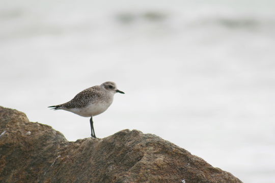 Image of Grey Plover