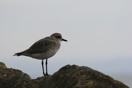 Image of Grey Plover