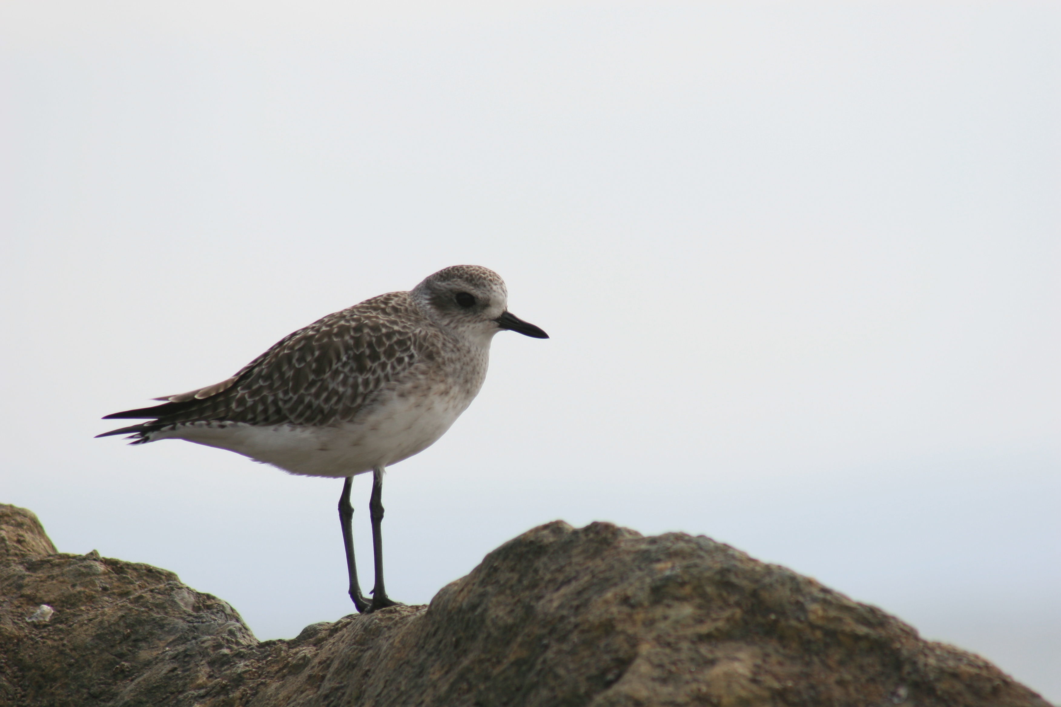 Image of Grey Plover