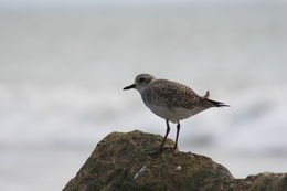 Image of Grey Plover