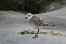 Image of Grey Plover