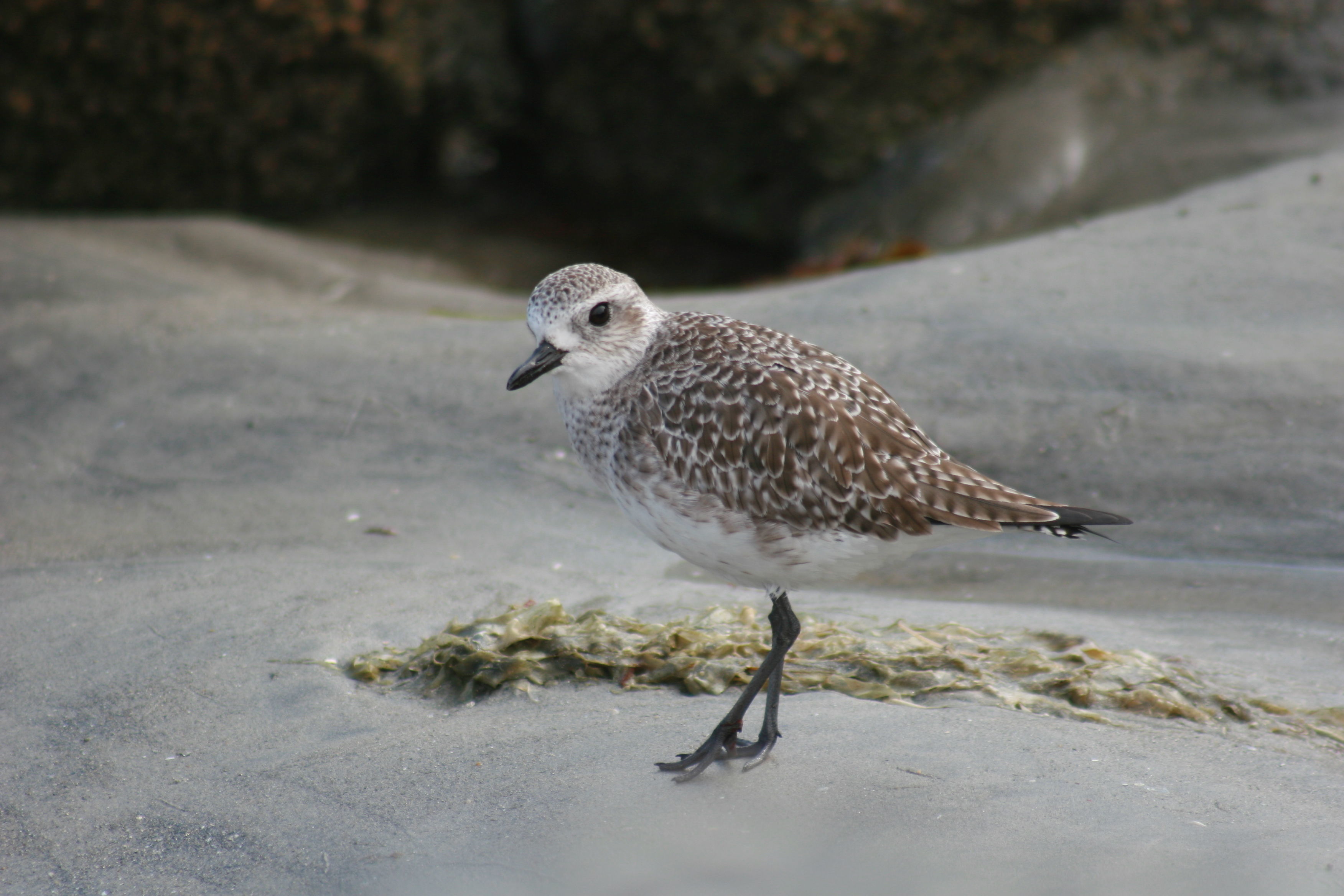 Image of Grey Plover