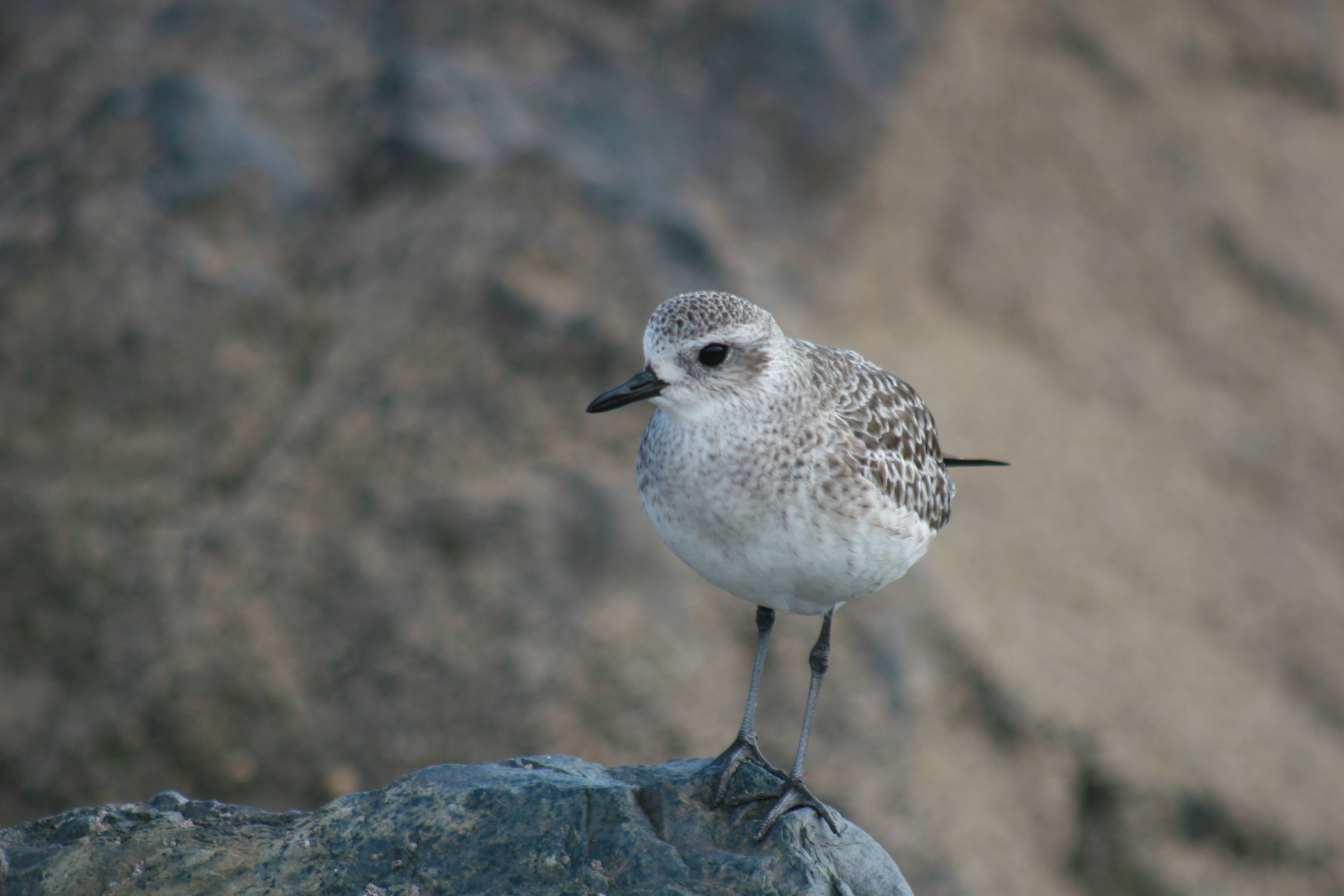 Image of Grey Plover