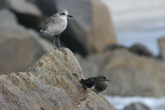 Image of Grey Plover