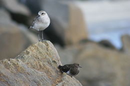 Image of Grey Plover