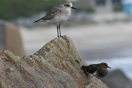 Image of Grey Plover