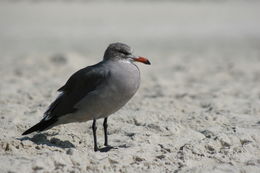 Larus heermanni Cassin 1852 resmi