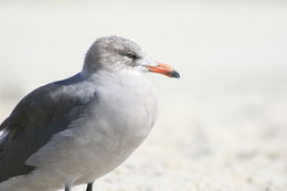 Larus heermanni Cassin 1852 resmi