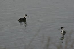 Image of Western Grebe