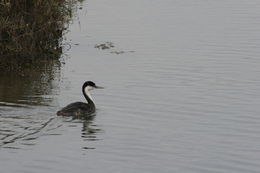 Image of Western Grebe