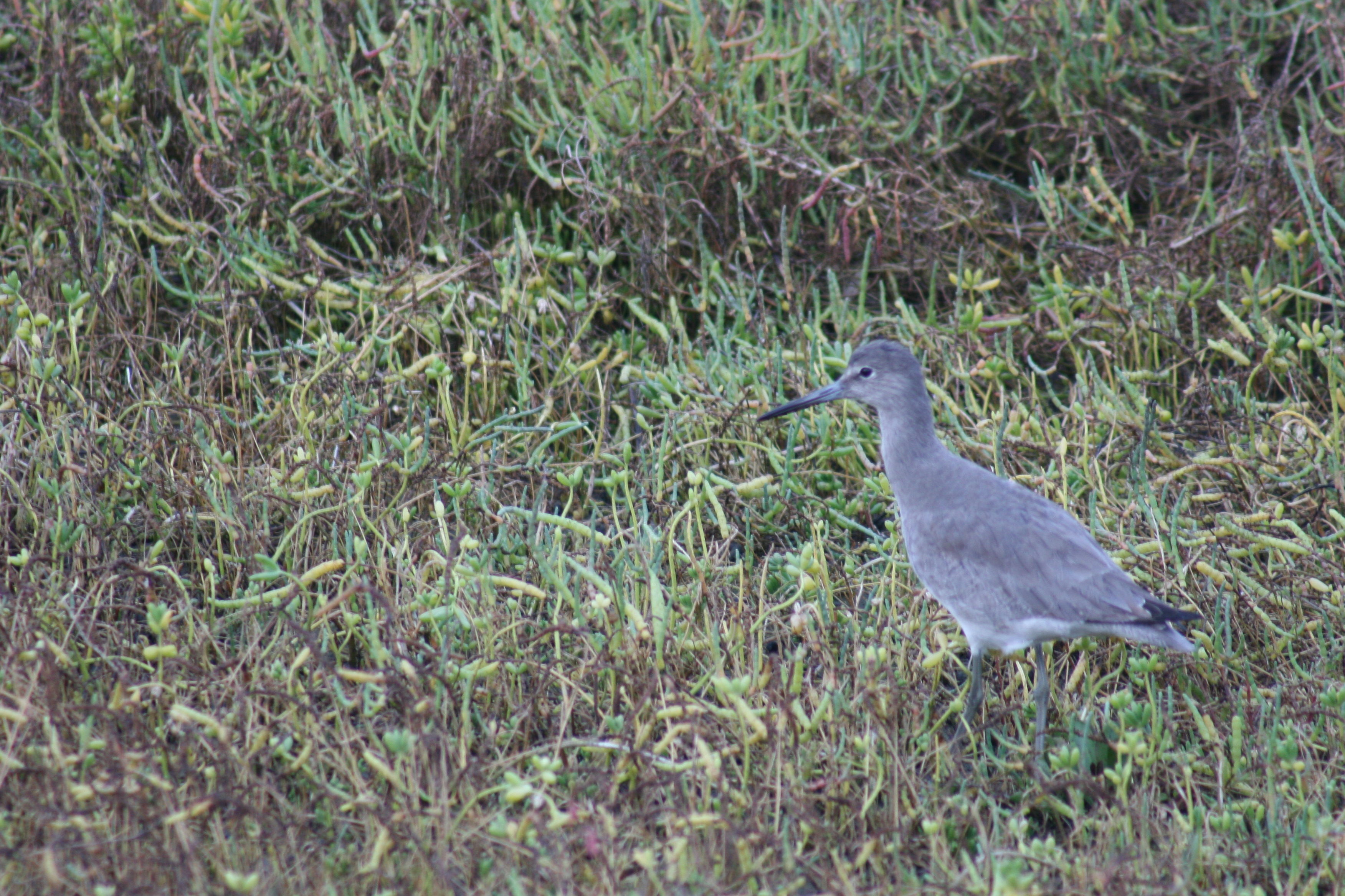 Image of Willet