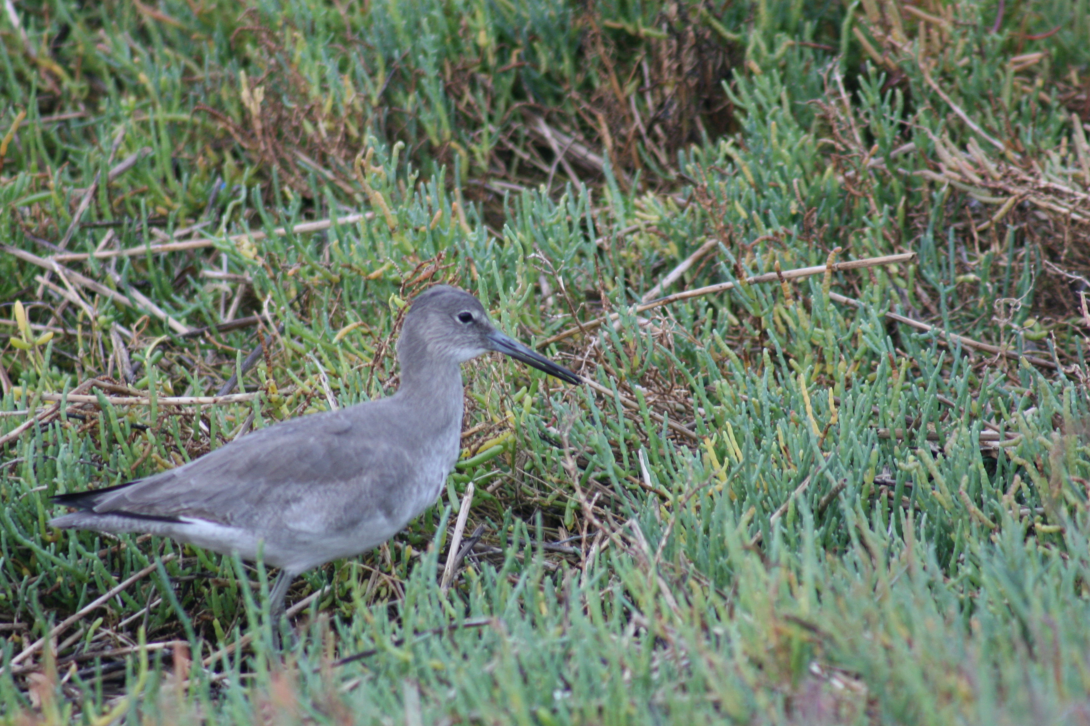 Image of Willet