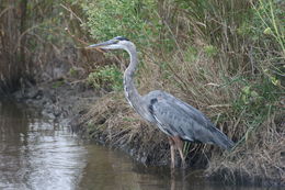 Image of Great Blue Heron