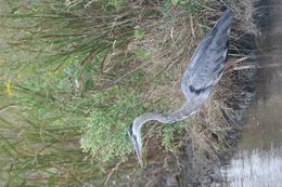 Image of Great Blue Heron