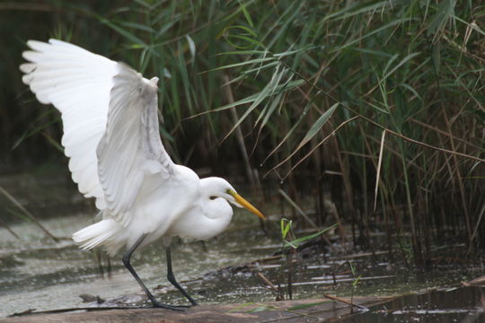 Image of Great Egret