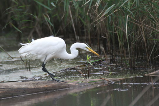 Image of Great Egret