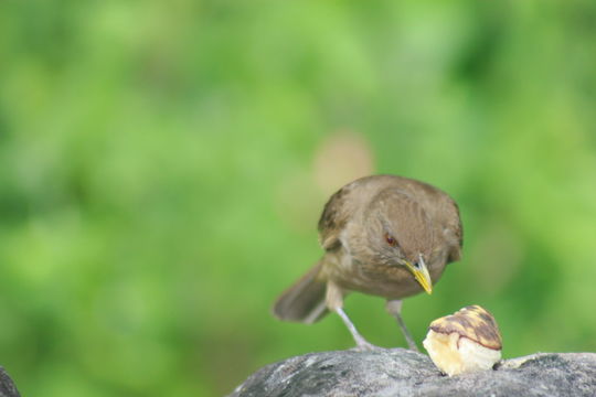 Image of Clay-colored Robin