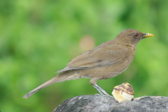 Image of Clay-colored Robin