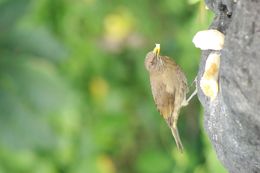 Image of Clay-colored Robin