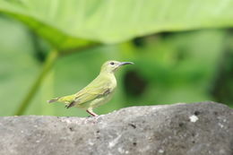 Image of Green Honeycreeper